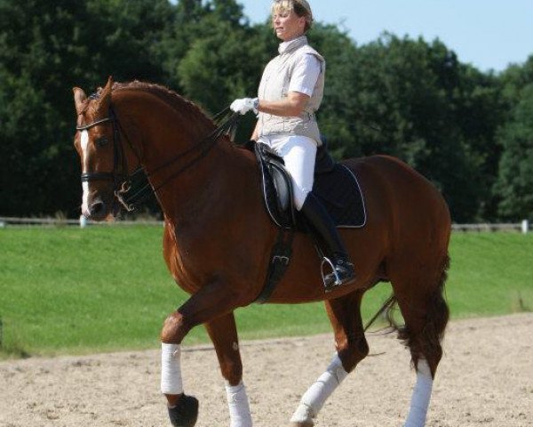 horse Dance de amour (Oldenburg, 1996, from Donnerhall)