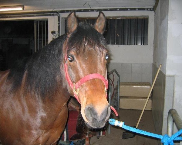 stallion Siemon Pepper (Quarter Horse, 1995, from Mayor Jessie Gold)