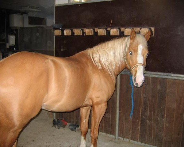 horse Star Leo San Badger (Quarter Horse, 2002, from Star G Grand Peppy)