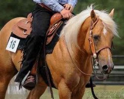 Deckhengst Carlos Grand Peppy (Quarter Horse, 2004, von Star G Grand Peppy)