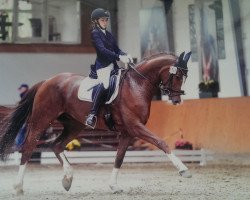 dressage horse Diva Devita (Hanoverian, 2007, from Dancier)