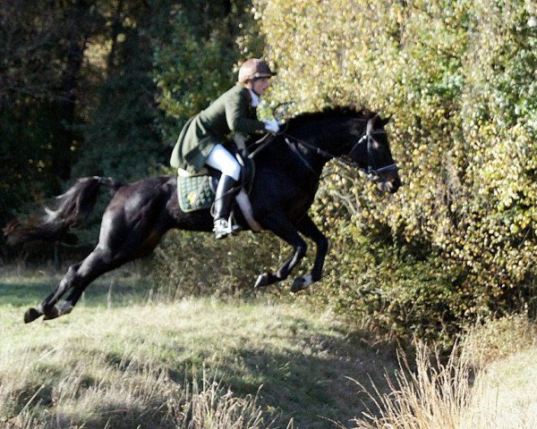 Zuchtstute Bechamel (Westfale, 2001, von Boredo)