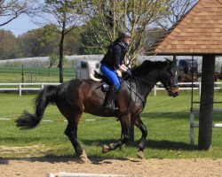 dressage horse Don Cornelius (Rhinelander, 2009, from Dramatic)