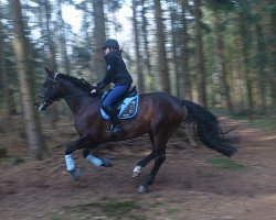 jumper First Fly (Hanoverian, 2005, from Fishermans Friend)