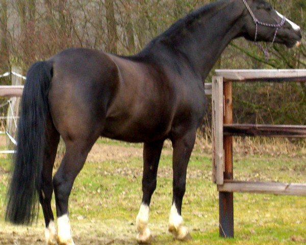 broodmare Fantasia 69 (Oldenburg, 1993, from Aircraft)