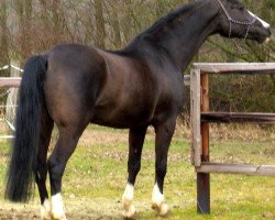 broodmare Fantasia 69 (Oldenburg, 1993, from Aircraft)