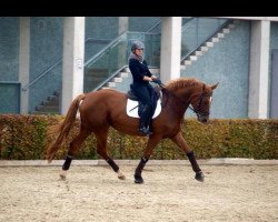 broodmare Sissi 809 (German Sport Horse, 2008, from Solero)