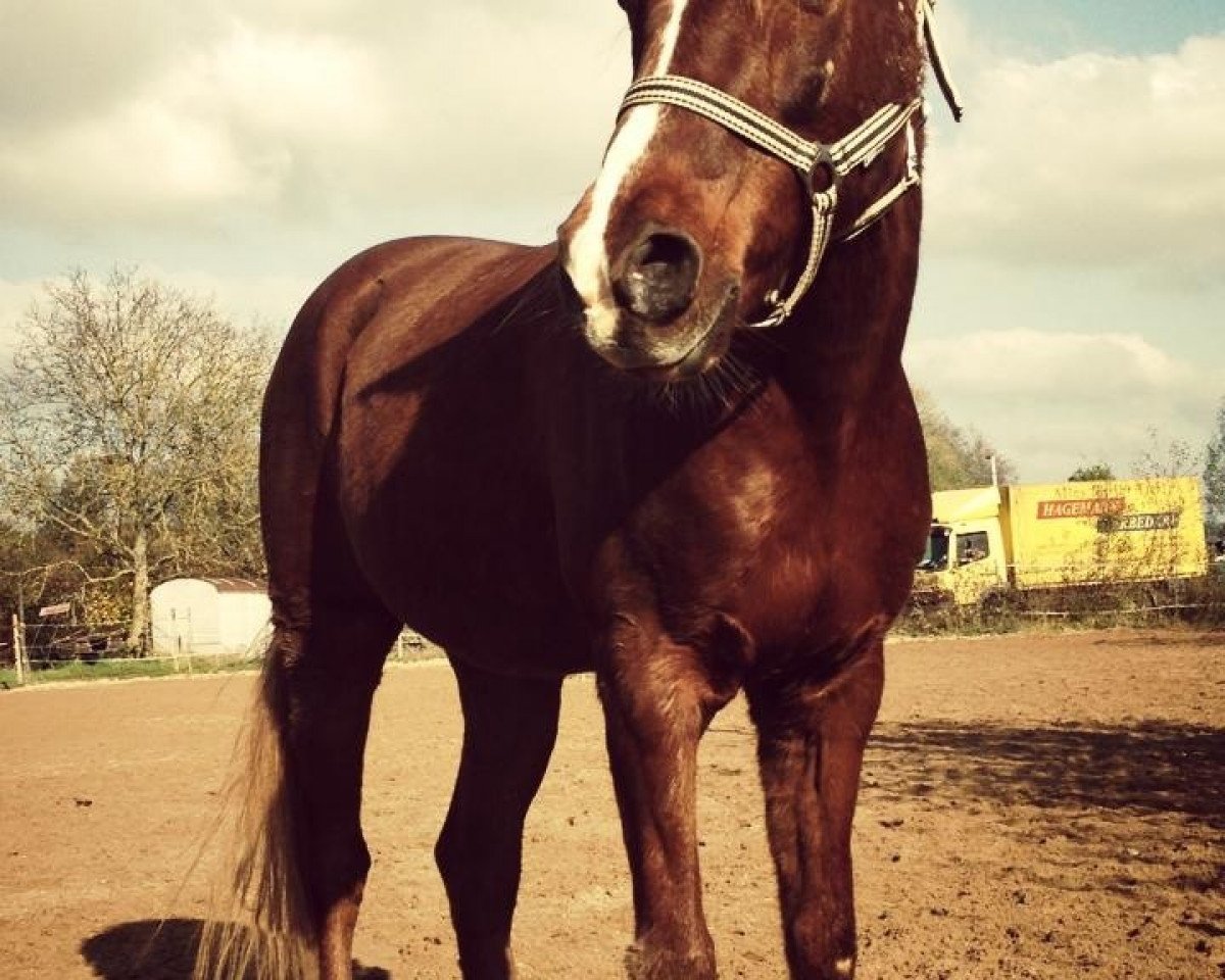 dressage horse Sir Semiro (German Riding Pony, 1992, from Semri ox)