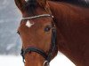 dressage horse Libell W (Westphalian, 2004, from Laomedon)