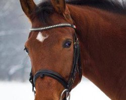 dressage horse Libell W (Westphalian, 2004, from Laomedon)