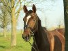 broodmare Donna Rubina 18 (Rhinelander, 2008, from Donnergold)