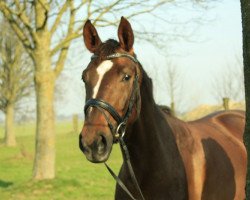 broodmare Donna Rubina 18 (Rhinelander, 2008, from Donnergold)