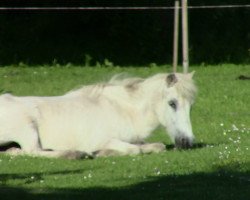 dressage horse Pico (Shetland Pony,  )