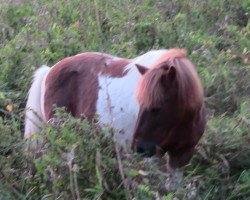 horse Fritzi (Shetland Pony,  )