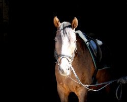 dressage horse Up to date 14 (KWPN (Niederländisches Warmblut), 2001, from Haarlem)