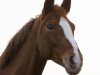 dressage horse Fräulein Wunder 8 (Westphalian, 2005, from Floresco NRW)