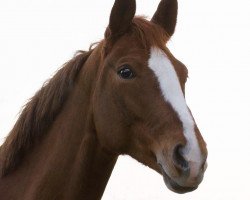 dressage horse Fräulein Wunder 8 (Westphalian, 2005, from Floresco NRW)