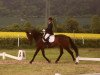 jumper Gladdys (German Sport Horse, 2008, from Corregio 3)