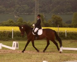 jumper Gladdys (German Sport Horse, 2008, from Corregio 3)