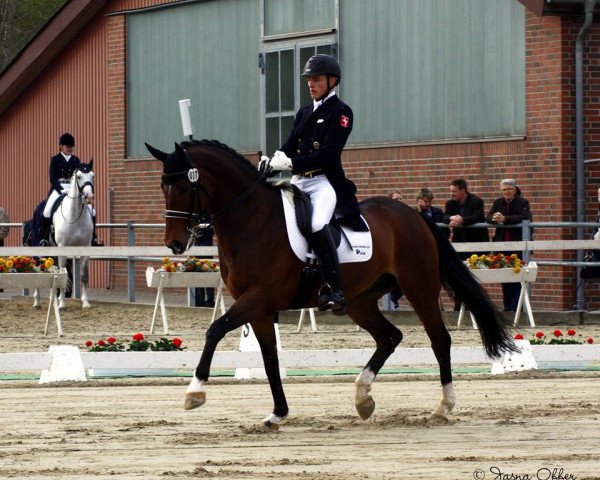 dressage horse Lifestyle 58 (Westphalian, 2007, from Laudabilis)