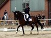 dressage horse Lifestyle 58 (Westphalian, 2007, from Laudabilis)