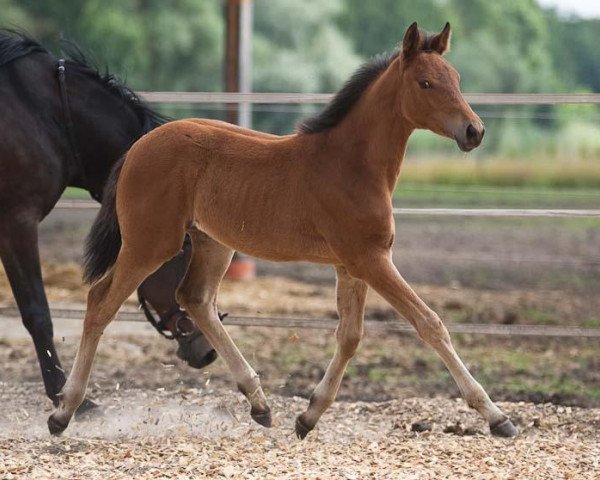 Pferd Feinsliebchen (Trakehner, 2010, von Heldenberg)