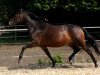 broodmare Fünflinden (Trakehner, 2005, from Hibiskus)