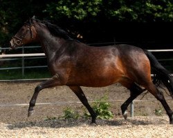 Zuchtstute Fünflinden (Trakehner, 2005, von Hibiskus)