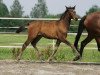 dressage horse Abendliebe 8 (Trakehner, 2008, from C'est bon)