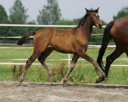 dressage horse Abendliebe 8 (Trakehner, 2008, from C'est bon)