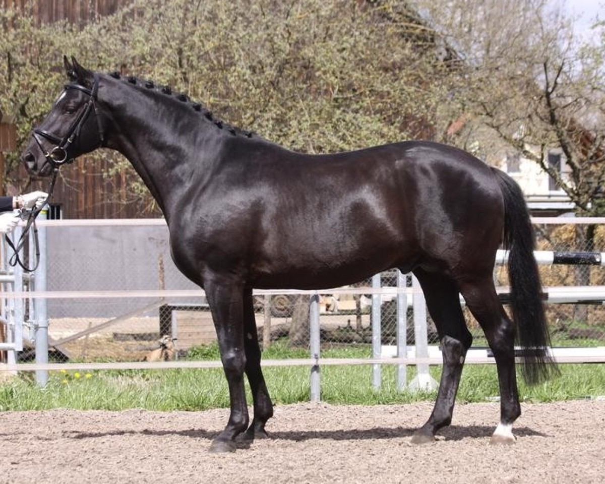 stallion Lossow (Trakehner, 2001, from Suchard)