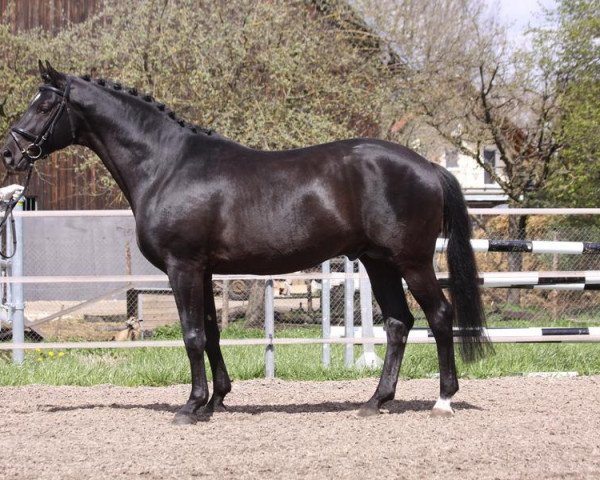 stallion Lossow (Trakehner, 2001, from Suchard)