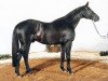 stallion Sapros (Trakehner, 1980, from Pepel)