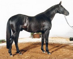 stallion Sapros (Trakehner, 1980, from Pepel)