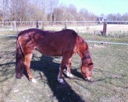 dressage horse La Luna 79 (Holländisches riding ponies,  )