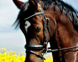 dressage horse Valentino 333 (German Riding Pony, 2005, from Valido)