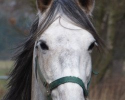 horse Carinoso LXXXIX (Pura Raza Espanola (PRE), 2003, from Veneno II)