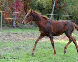 horse Luna Night (Hanoverian, 2013, from Lauries Crusador xx)