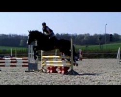 dressage horse Laura 178 (Saxony-Anhaltiner, 1994, from Lord de Luxe)