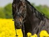 dressage horse San Moritz Hit (Hanoverian, 2008, from St. Moritz)