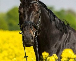 dressage horse San Moritz Hit (Hanoverian, 2008, from St. Moritz)