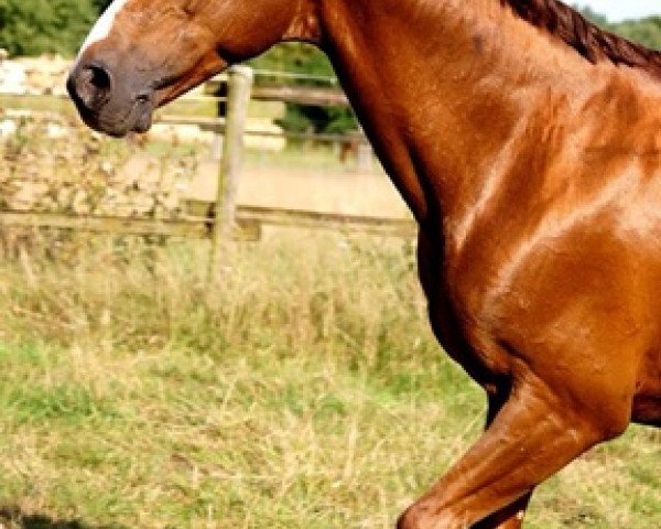 stallion Fentos LB (Hanoverian, 2003, from Friedericus Rex)