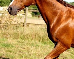 stallion Fentos LB (Hanoverian, 2003, from Friedericus Rex)