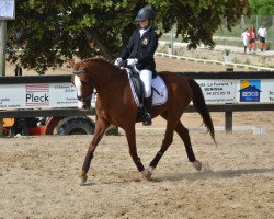 horse Sunny Boy 265 (New Forest Pony, 1999, from Sander)