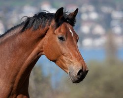 Springpferd Abano 28 (Württemberger, 2006, von Acordelli)