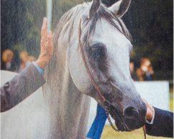 stallion Pamir 1984 ox (Arabian thoroughbred, 1984, from Probat ox)