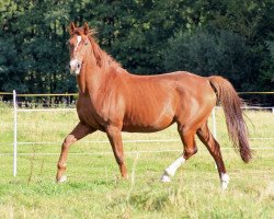 broodmare Alea B (Hanoverian, 1996, from A Jungle Prince)