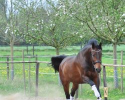 dressage horse Saint Louis 3 (KWPN (Royal Dutch Sporthorse), 2006, from Startrek)