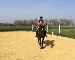 dressage horse Cappuccino 58 (Westphalian, 1996, from Casaretto)