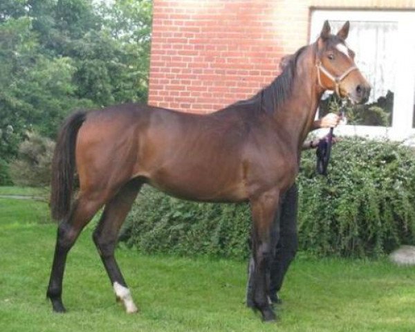 stallion Calico Jack (Holsteiner, 2012, from Casall Ask)
